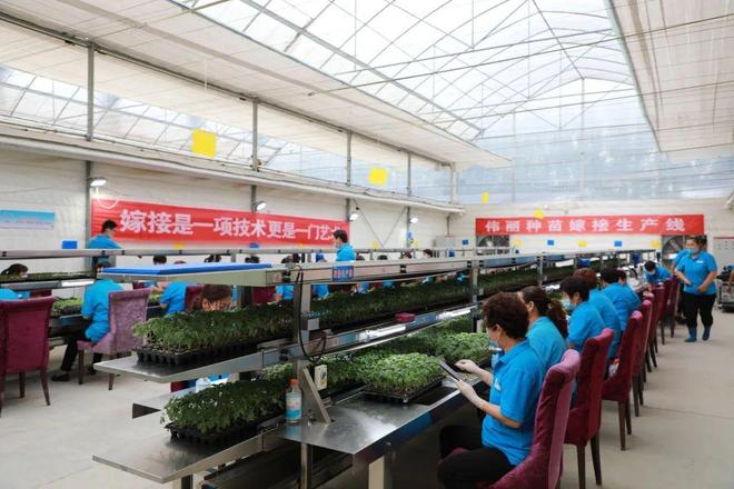 喜报！山东六家单位荣膺“全国巾帼现代农业科技示范基地”，引领技术推广服务新风尚