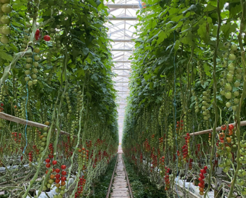北京市农业技术推广站建议 近期连栋温室番茄工厂化生产管理要点