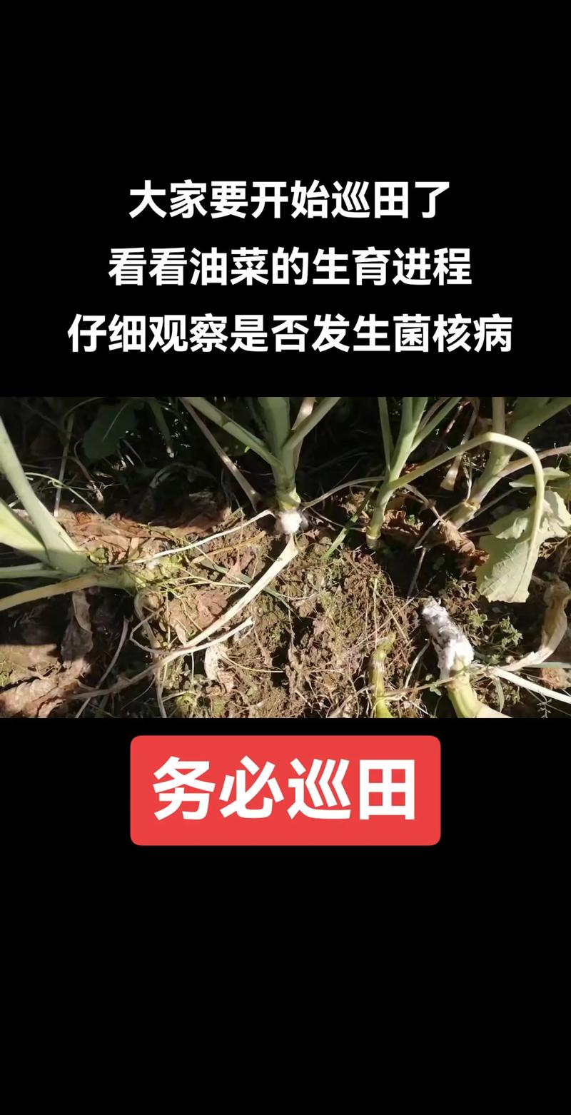 抖音助农扶农 #农业技术推广 #心系三农服务三农 #新农人 - 抖音